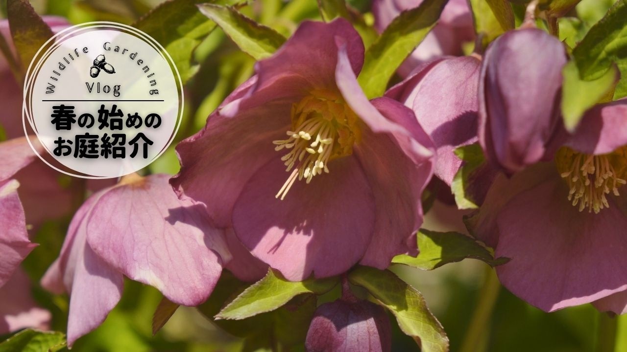 Early Spring Garden Tour | Sowing 15 Varieties of Seeds This Year
