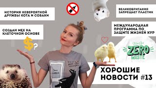 Хорошие новости #13: дружба животных, улучшение жизни кур, война с пластиком, добро #хорошиеновости