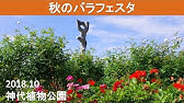 秋のバラフェスタ 神代植物公園 22年10月 Autumn Rose Festa Youtube