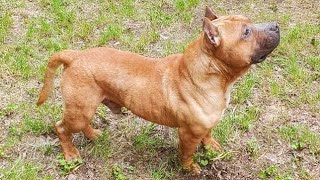 Poncho 12Yr Old American Bully 9Wk Old Apbt Pup