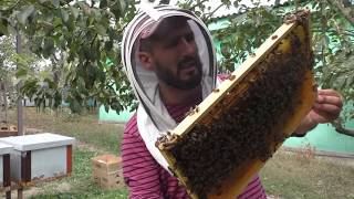 видео: Ставим полоски от клеща на основе Маврика 10.09.2019 картинка: Ставим полоски от клеща на основе Маврика 10.09.2019