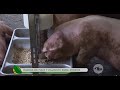 Harina de maíz y palmiste, una alternativa de alimentación para sus cerdos - La Finca de Hoy