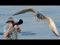 Olympus OM-1 &amp; M.300mm f4.0 Bonaparte Gull, Yellow Warblers, a big day in Rondeau Park with a guide.