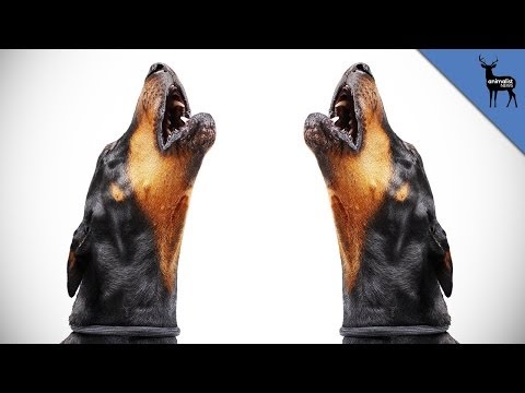 Video: Why Do Dogs Howl