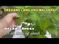 Making Powerful Oregano Spray for Plants/ Natural Insecticide, Fungicide