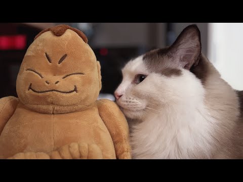 【でぶ猫】旦那と猫😈