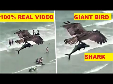 Video: Ar putea un condor să poarte un om?