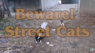 The Cat Will Eat Us! 🐈🎥😻 by Exciting Cats 51 views 4 days ago 1 minute, 2 seconds