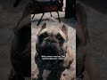 DOGG GONE Ep1: Find Baby Boy