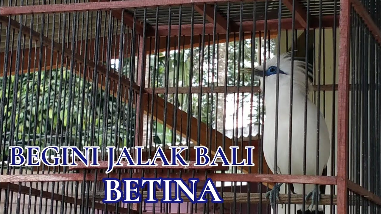 BEDA JALAK BALI JANTAN DAN BETINA SAAT GACOR