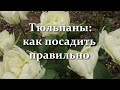 Взойдут дружно. Зацветут обильно! Когда сажать тюльпаны осенью. Как правильно их посадить