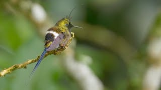 Birding in Ecuador: The Andes to the Amazon in 2016 Part Three  The East Slope