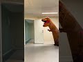 A boy is chased by a dinosaur shorts remix jurassicworld