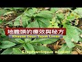 ????,???????????? ???? ??????????DIY how to prepare Elephantopus scaber tea for medicinal uses?