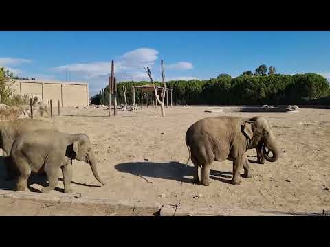 A group of Asiatic elephants