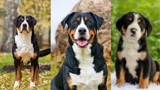 Greater swiss mountain dog | Funny and Cute dog video compilation in 2022