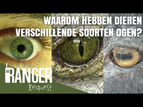 Video: Waarom Hebben Katten Gloeiende Ogen?