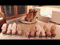 Golden Retriever Puppies  That Will Make You Laugh Countless Times - Funny and Cute Golden Retriever