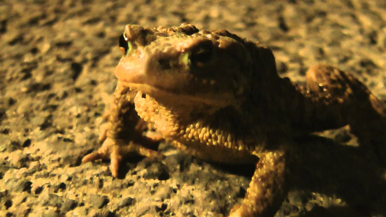 női pinworms bélelzáródás ascaris golyóval