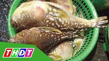 Cà Mau: Ăn cá nóc, 5 người bị ngộ độc cấp cứu | THDT