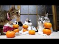 甘柿をのせた猫 Cat with persimmons 191211