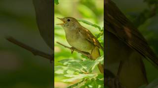 Bird Sounds Relaxing Nature Sounds For Studying, Birdsong Relaxation, Bird Singing