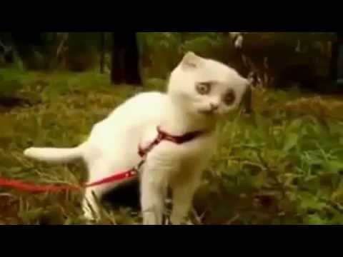 Video: Kas Yra Laukinė Katė? Gatvės Kačių Supratimas