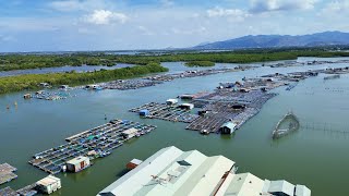 Starting the New Oyster Season and Releasing the First Oysters  Anderson | Floating Village Life