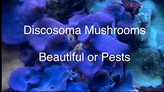 Discosoma Mushroom - Beautiful or Pest? Positives and Negatives Saltwater Coral Reef Aquarium