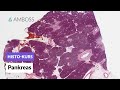 Histologie des Pankreas (Bauchspeicheldrüse) - Mikroskopische Anatomie - AMBOSS Video