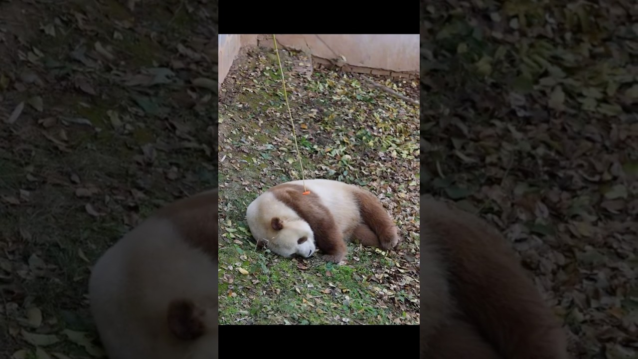 #熊猫 #panda 戏精七仔,浑身都是戏!它怎么这么会演啊!哈哈哈 - YouTube