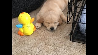 Ohio considers rule changes dealing with dog breeders, tail-docking & dewclaw-removal