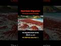 Christmas Island Red Crab Migration (SC) Special Nature Documentary #Shorts