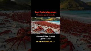 Christmas Island Red Crab Migration (SC) Special Nature Documentary #Shorts