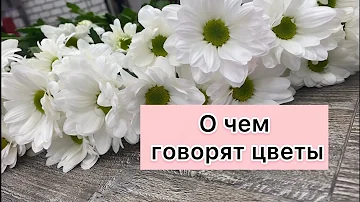 Какие цветы символизируют извинения