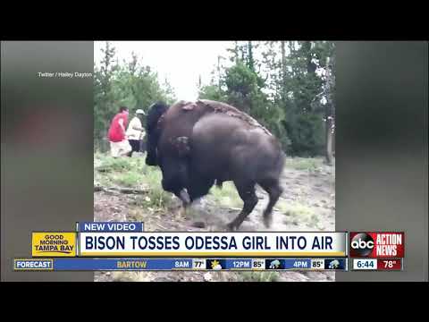 Fla. girl tossed in air when bison charges Yellowstone tourists