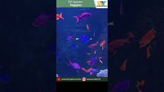 Small Colourful Fishes at Sea Aquarium Singapore | Suman Telugu Traveller