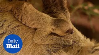Two-toed baby sloth surprises zookeepers with speedy birth