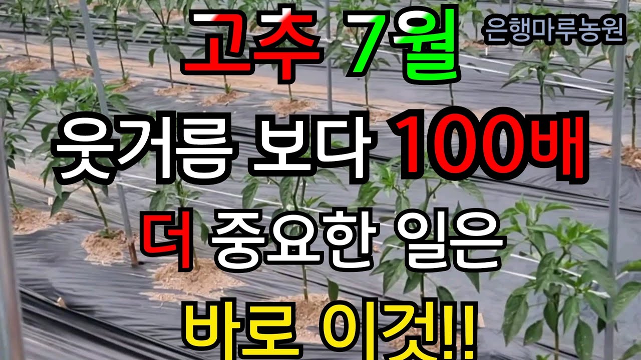 고추 박사가 알려주는 진짜 꿀팁! 고추 웃거름 보다 100배 더 중요한 일은 바로 이것!!이렇게 하면 고추가 주렁주렁~! #고추 #고추재배#gardening #힐링#farming