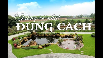 HƯỚNG DẪN TRỒNG CỎ NHẬT ĐÚNG CÁCH| ZIONS LANDSCAPE 0941 63 69 69