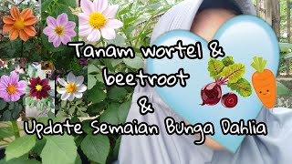 Update semaian bunga Dahlia dan tanam beetroot   wortel || berkebun dirumah aja