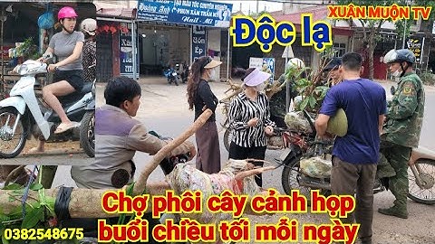 chợ phôi cây cảnh dạo này cây duối chiếm 70% rất nhiều phôi mini đẹp