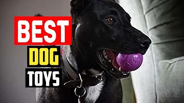 ✅Best Dog Toys for Tough Chewers in 2025