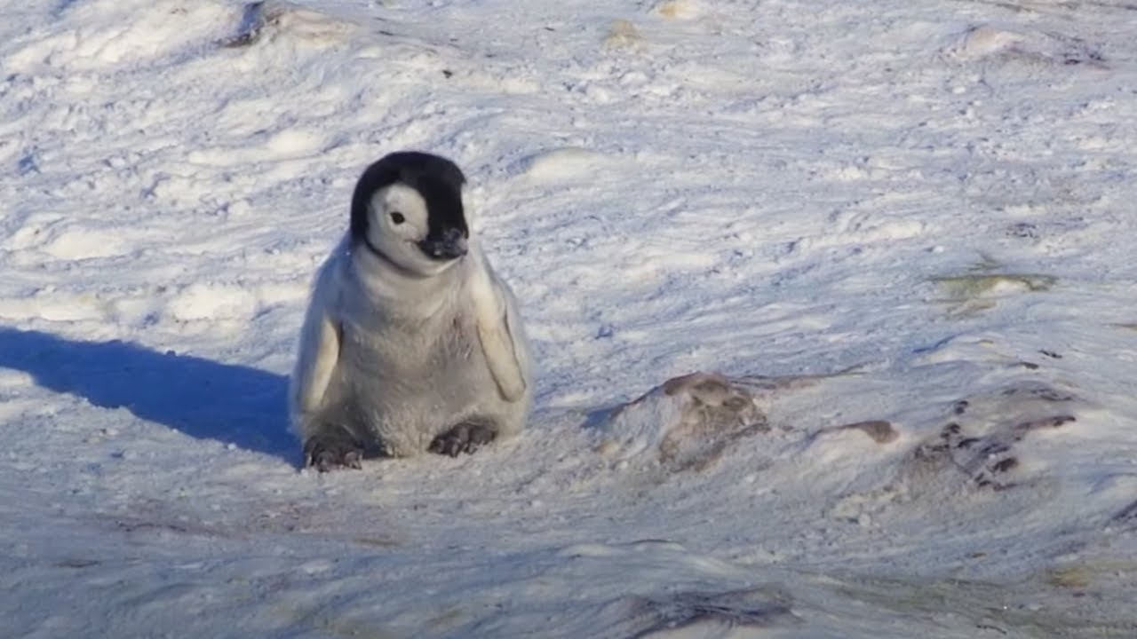 Baby Penguin Tries To Make Friends  Snow Chick A Penguins Tale  BBC Earth