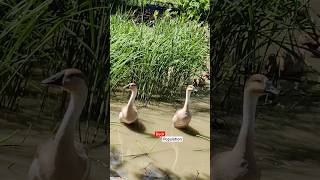 Duck Population ???Duck farming in assamSeo beautiful ducksSeo tiktok viral 2023tiktok 2023