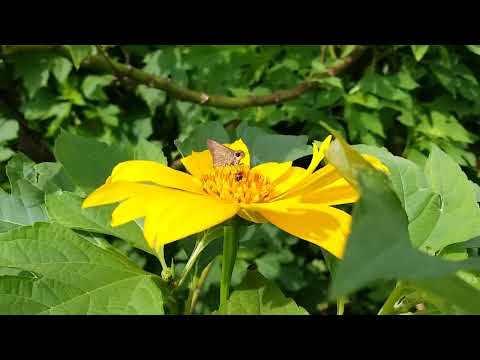 Skipper (butterfly) |
