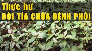 Thực Hư Về Cây thuốc Dòi Tía (Bọ Mắm) trị bệnh phổi có hiệu quả không? | 0976 836 586