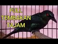 Cucak Keling Gacor Teler Isian Tajam Mp3 - Mp4 Download