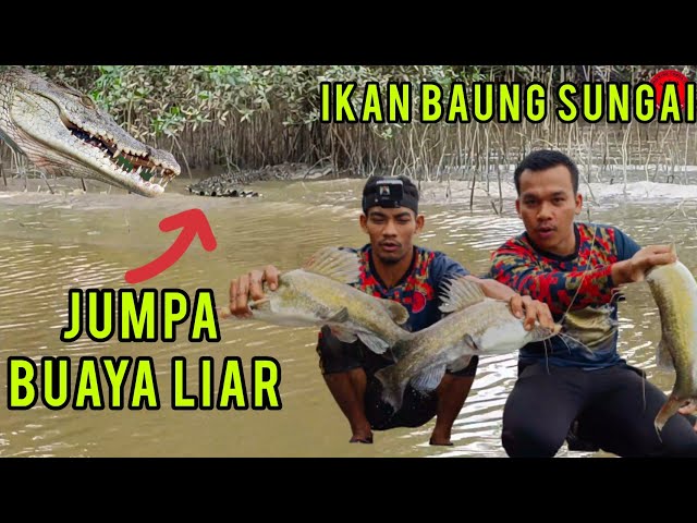 Jenguk Buaya dan Bubu Ikan Baung Sungai Pengkalan Berangan | Ayub Muhammad class=