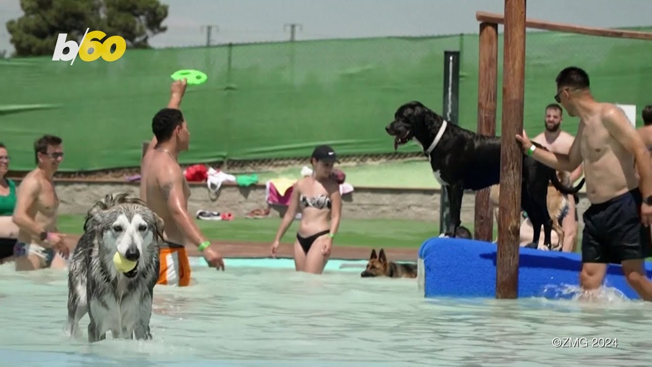 Fun Times At Spain s Dog Friendly Water Park YouTube fun-times-at-spain-s-dog-friendly-water-park-youtube